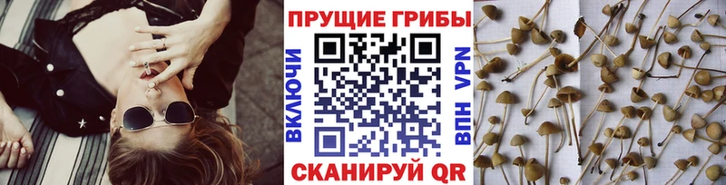 Галлюциногенные грибы GOLDEN TEACHER Мурино
